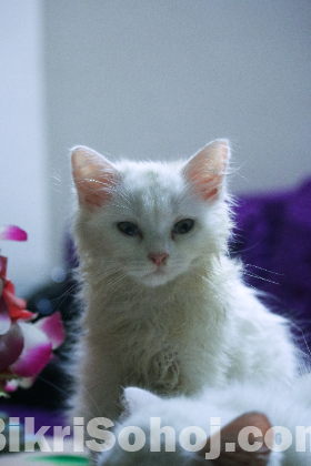 Persian pet kitten